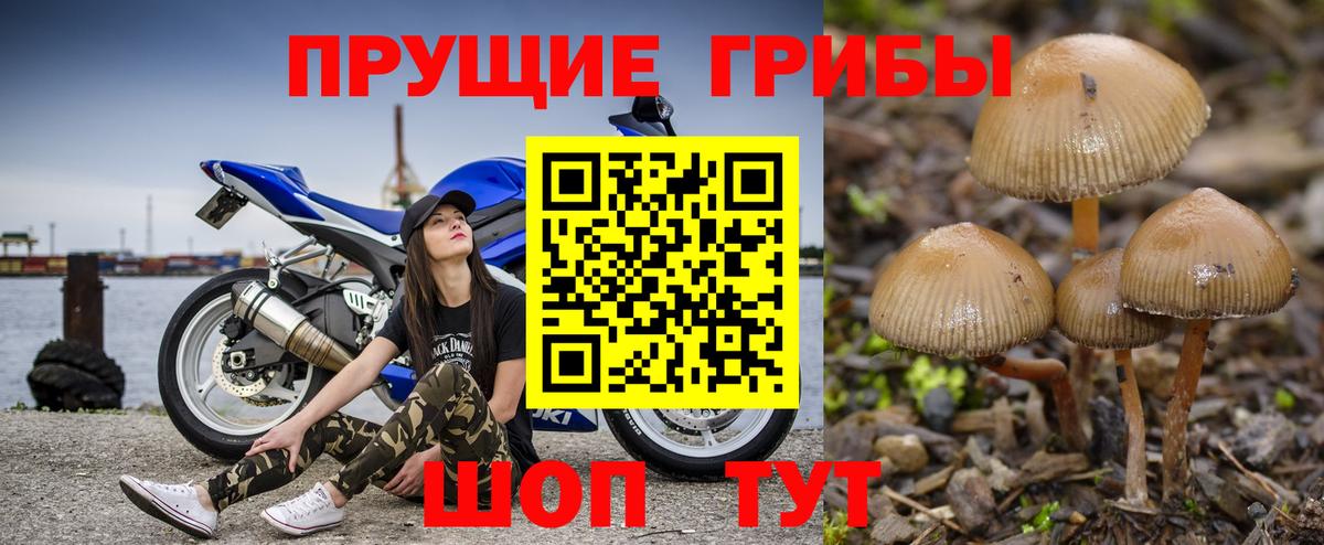 Галлюциногенные грибы GOLDEN TEACHER  Вход с VPN  Ростов-на-Дону 